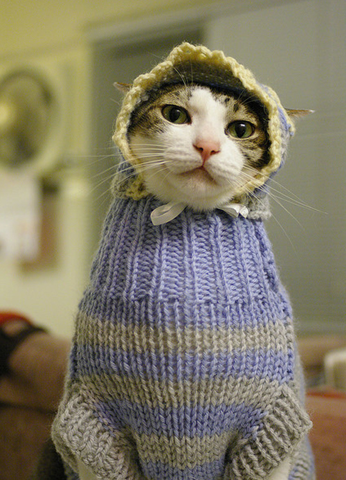 catalyst-cats-wearing-sweaters