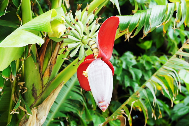宮古島の癒し 八重山の刺激 花言葉 Vs 沖縄の花