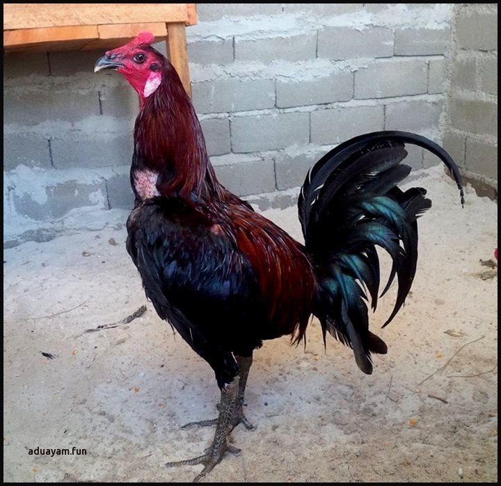 76+ Gambar Ayam Filipina Peru Paling Bagus 76+ Gambar Ayam Filipina Peru Paling Bagus