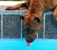cão bebendo água na piscina