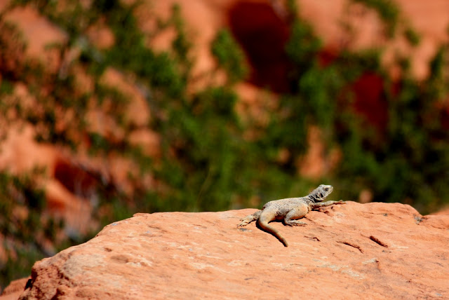 Lizard - Valley of Fire Nevada Lizard - Valley of Fire Nevada