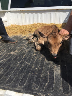 bindi-baby-calf