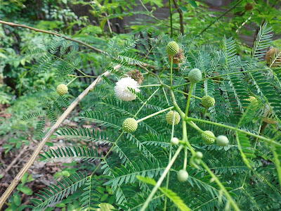 Lamtoro Flower