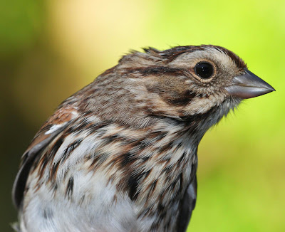 All of Nature: Sparrows At Springbrook, Song, Fox, White Throated, and ...