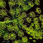Anethum graveolens planta