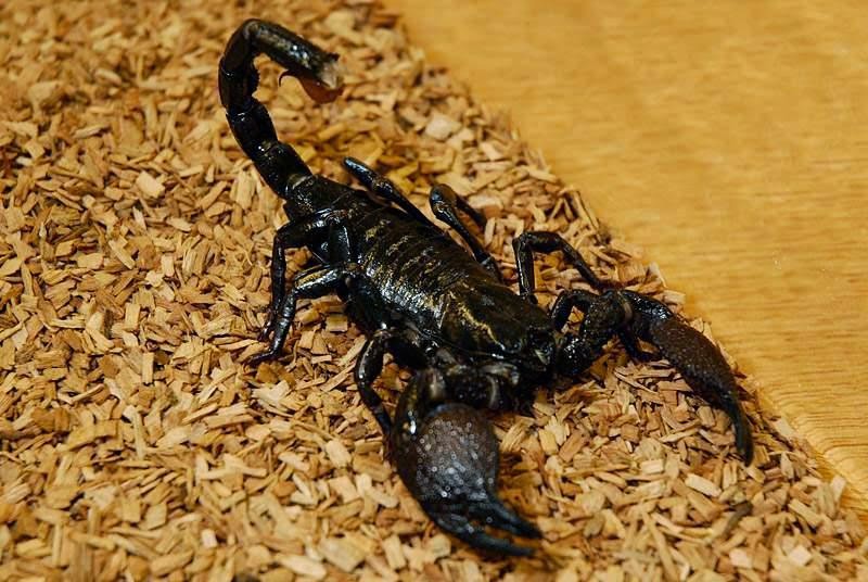 африканский толстохвостый скорпион. членистоногие скорпион. императорский скорпион самка. скорпион фото. скорпион лейурус квинкестриатус.