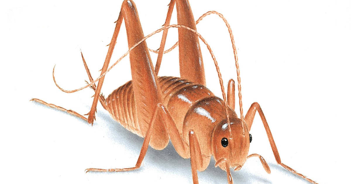 Gypsy Magic The Cricket Totem