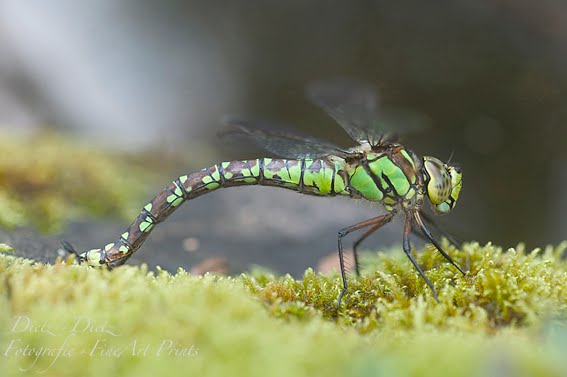 Blaugrüne Mosaikjungfer (Aeshna cyanea) Blaugrüne Mosaikjungfer (Aeshna cyanea)