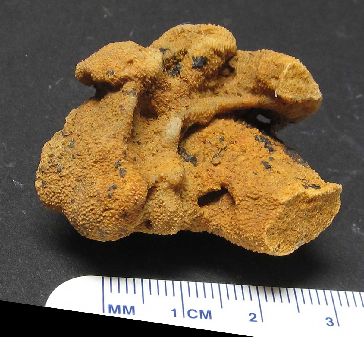 Louisville Fossils and Beyond Devonian Sponge Fossil