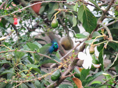 50 Awesome Uganda birds: Red-chested Sunbird in Entebbe