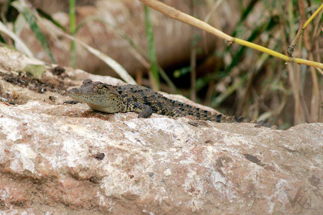 Baby Crocodile Baby Crocodile