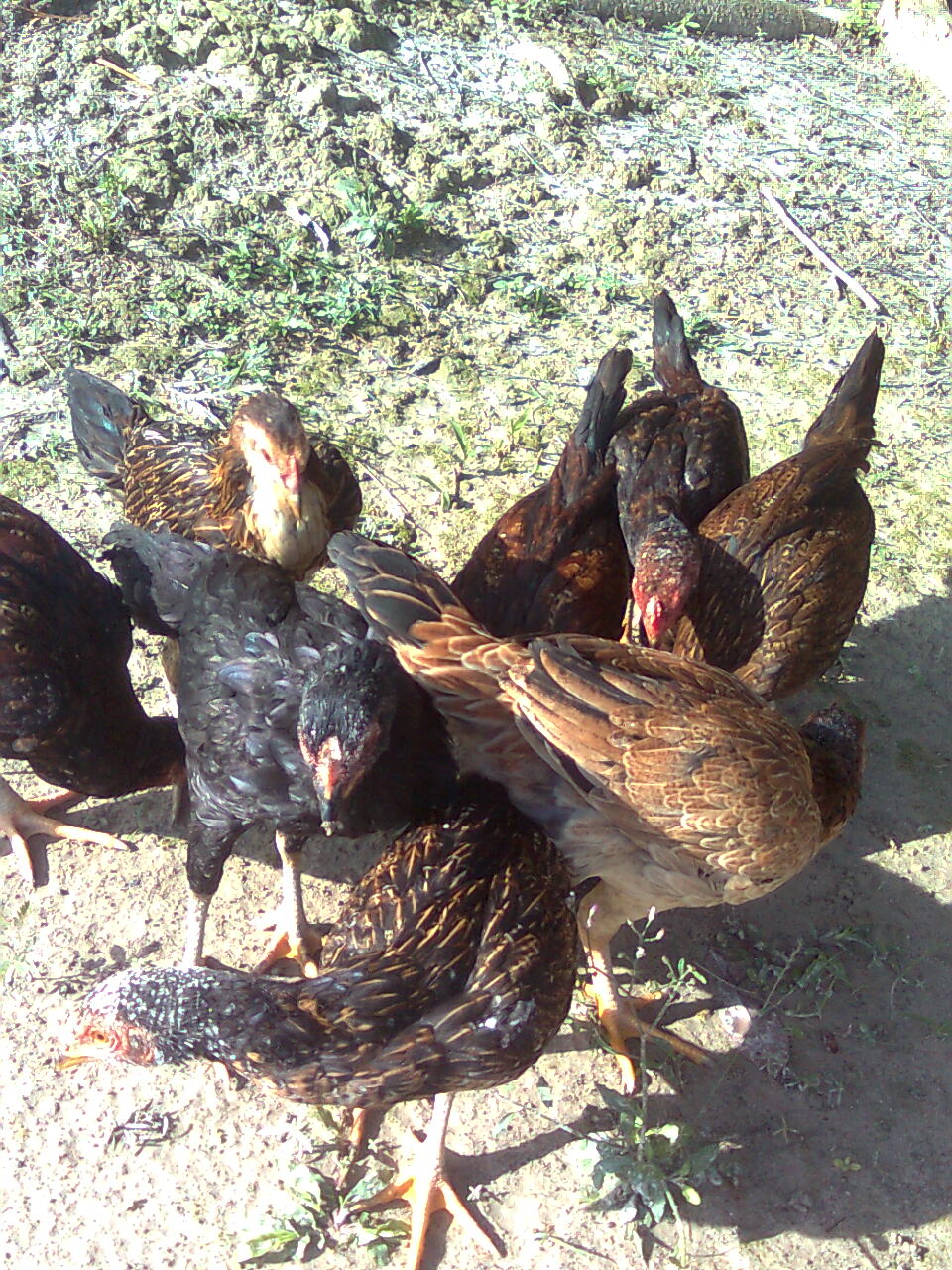 88 Gambar Ayam Sedang Bertelur HD Gambar Pixabay