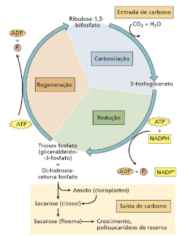 ciclo de calvin-benson etapas fases reações