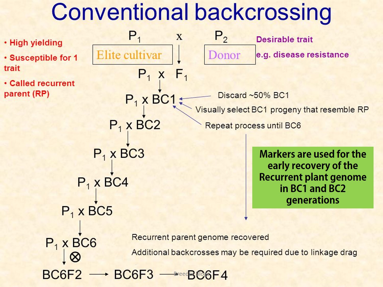 Breeder Blogs Illustrative Explanation Of Genetics Behind Marker breeder-blogs-illustrative-explanation-of-genetics-behind-marker