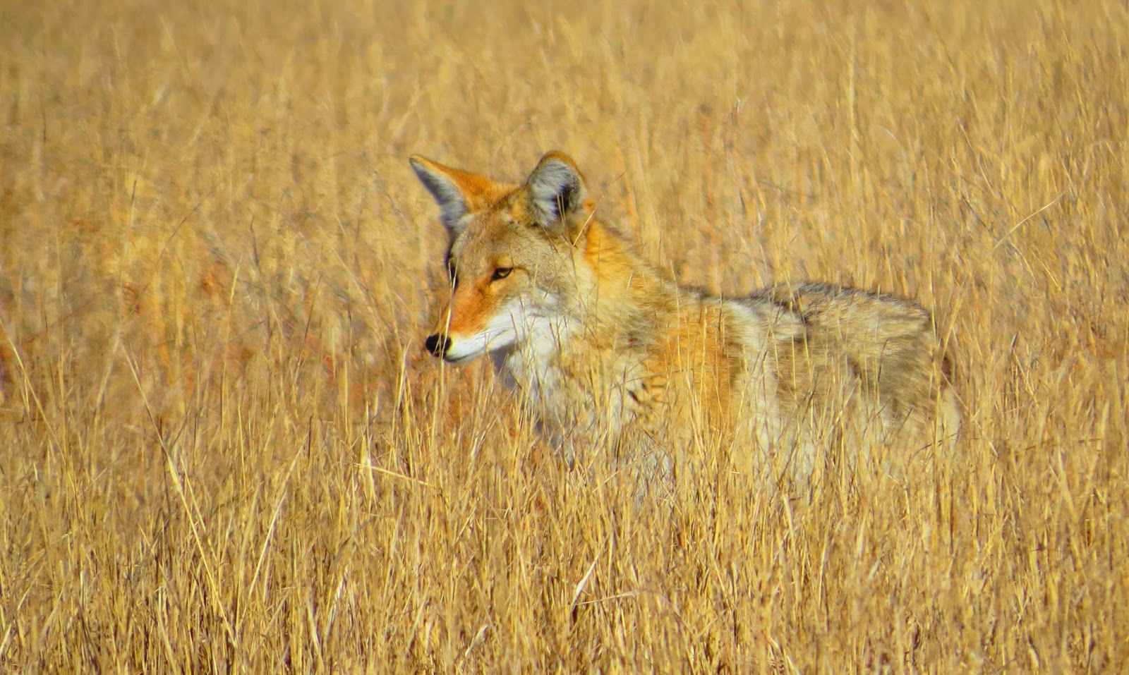 HD Wallpapers and Backgrounds of animals and pets: Foxes, Horses, Tiger, Dogs, Cats, Squirrels, Rabits and Others