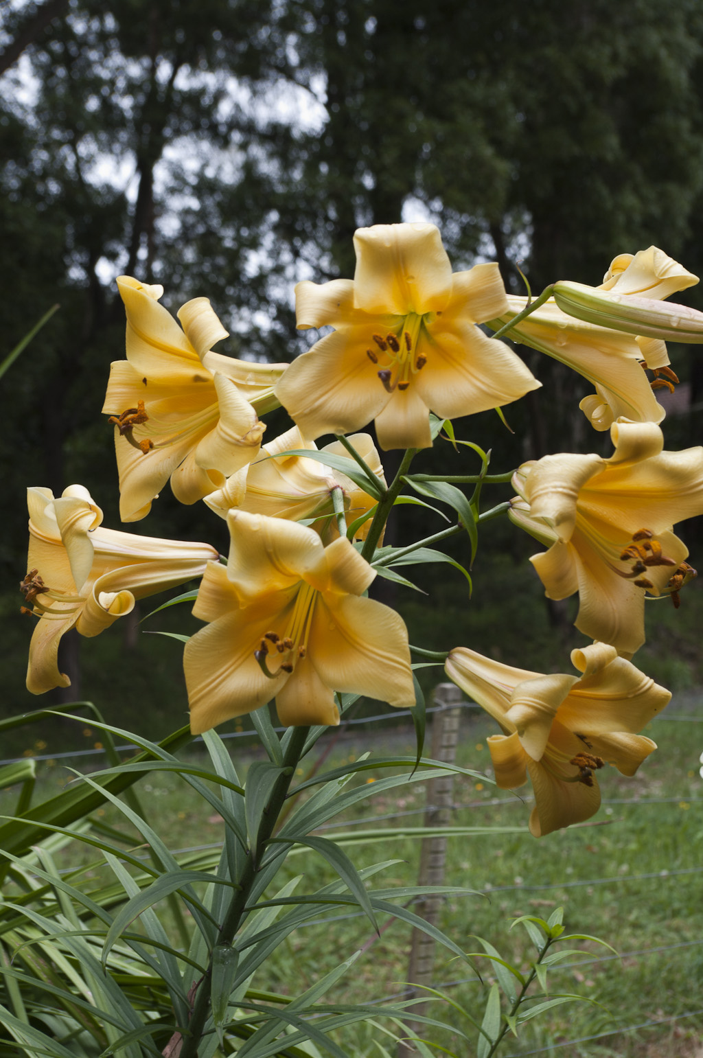 A daffodil farmers year. Trumpet Lilies