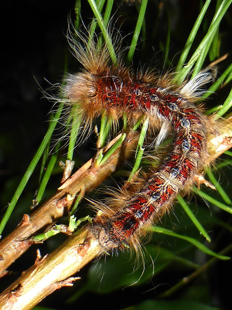 Gastroplakaeis meridionalis caterpillar Gastroplakaeis meridionalis caterpillar