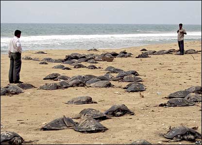 Fukushima Genocide Continues 44500690_turtles_ap416