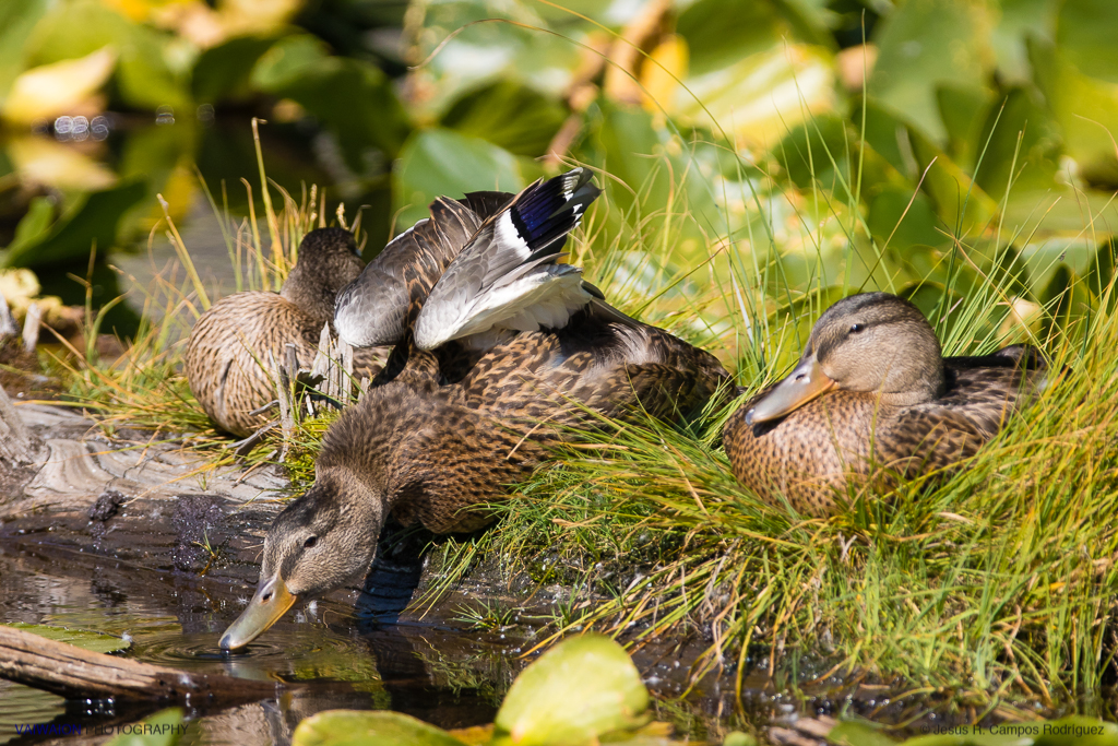 Patos salvajes en una de las numerosas pequeñas lagunas que hay en Yellowstone Patos salvajes en una de las numerosas pequeñas lagunas que hay en Yellowstone