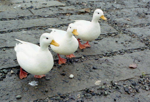 Vintage Ducks 115