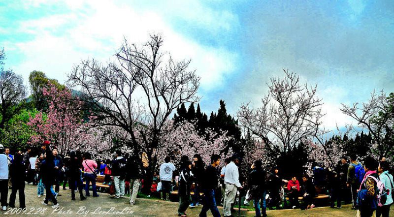 台北陽明山國家公園花季