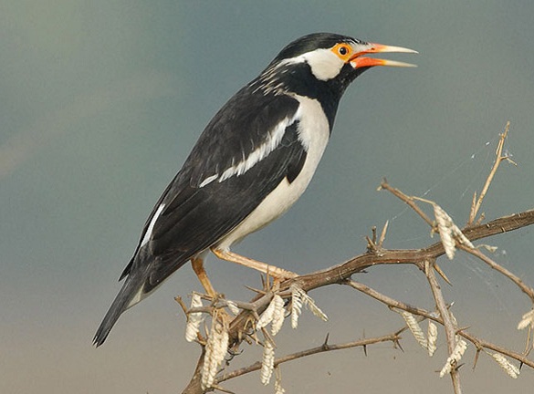 Cara Membedakan Jalak Suren Jantan Dan Betina Dengan Tepat Bagus
