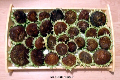 30 Chianti Hybrid Sunflower Heads for Drying 30 Chianti Hybrid Sunflower Heads for Drying