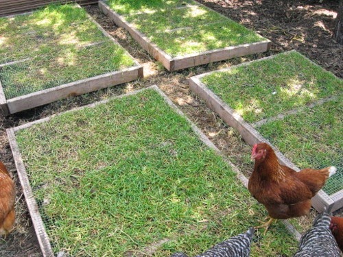 http://www.thegardencoop.com/blog/2012/02/07/grazing-frames-backyard-chickens/