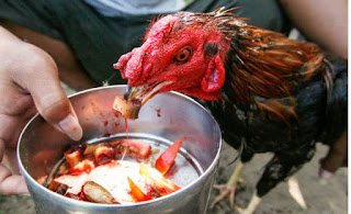 Hoby memelihara ayam bangkok Hoby memelihara ayam bangkok