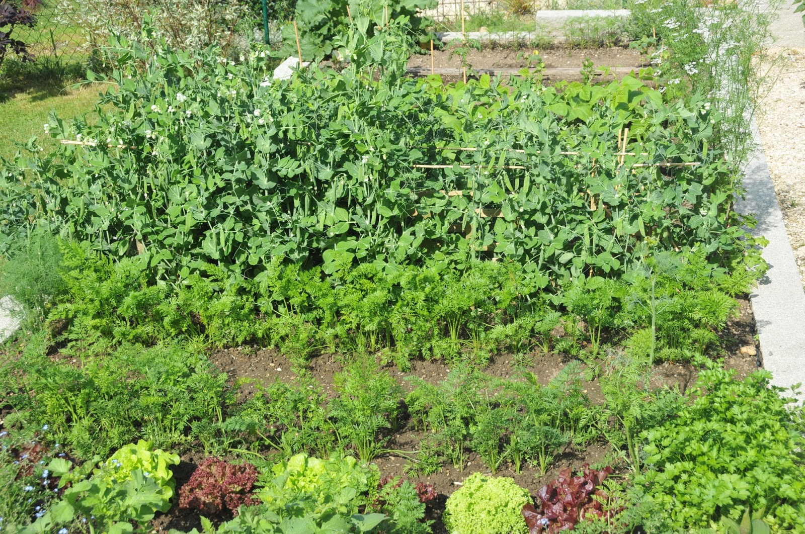 Wege querfeldein Der Gemüsegarten Mitte Juni ausgebucht
