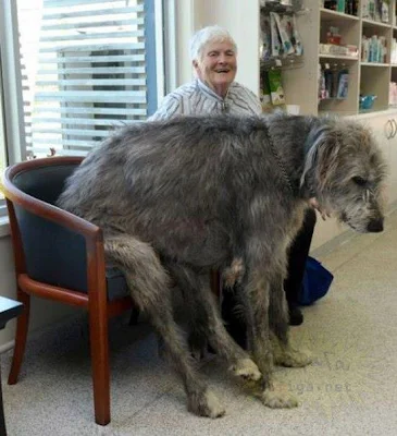 Самый большой пес