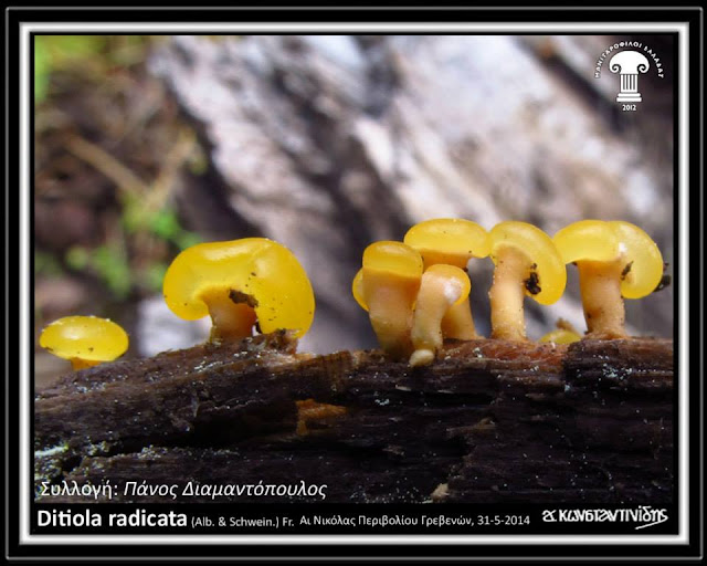 Ditiola radicata (Alb. & Schwein.) Fr.