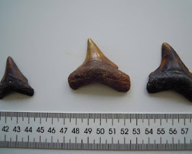 Dientes de megalodón