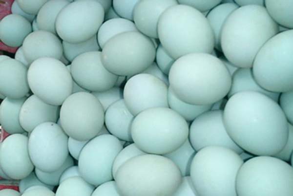 Manfaat telur bebek bagi pria