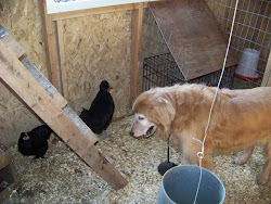 chicken bird dog chickens coop