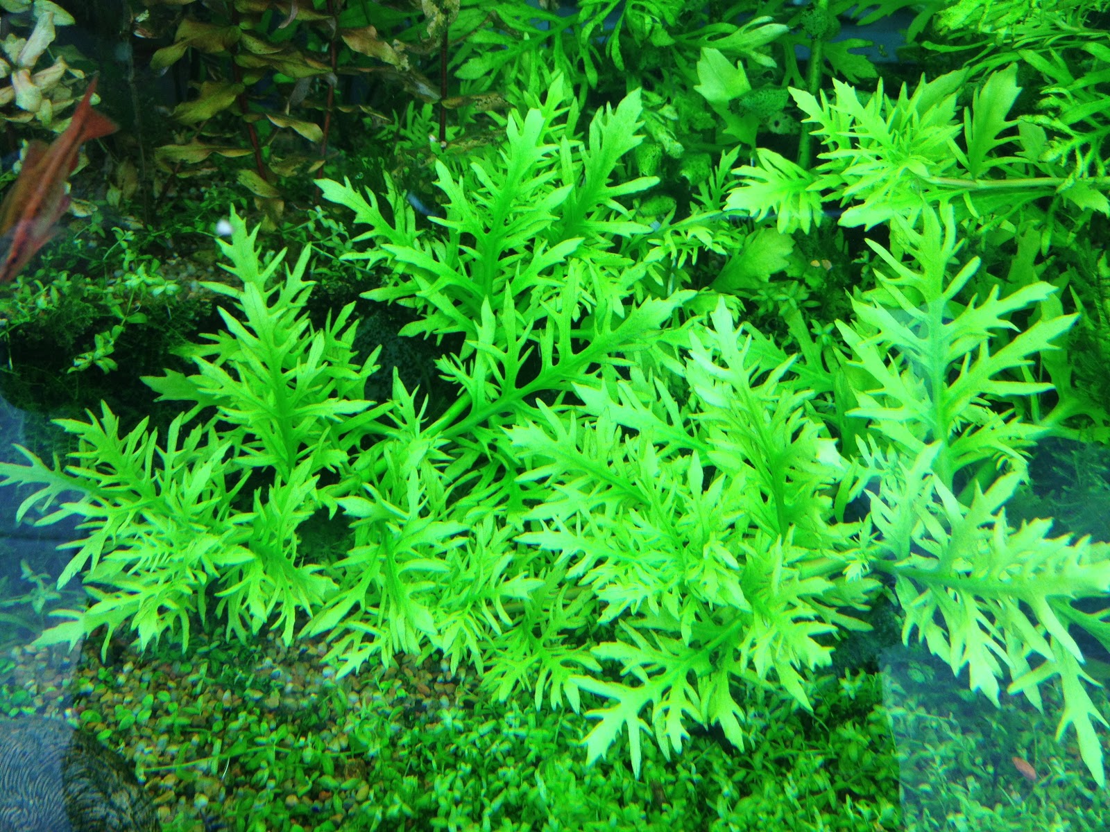 Great Plant for Planted Tank AquaScaping Ammania Bonsai
