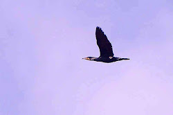 bird hangover cure extremely three essay short headed towards caught doc