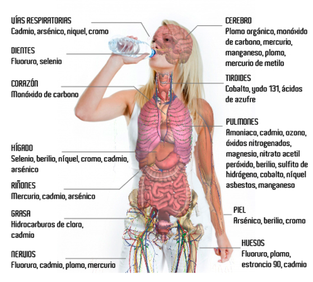 la contaminación por metales pesados puede causar cáncer de próstata la contaminación por metales pesados puede causar cáncer de próstata