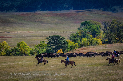 2011 Custer State Park Buffalo Roundup - 1 on www.dakotavisions.com - Top 7 Most Viewed Photos of 2013