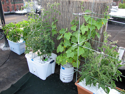 Bucolic Bushwick Rooftop Vegetable Garden 2011