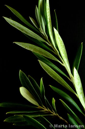 Folhas de oliveira (© Marta Iansen).