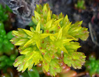 Sedum rubrotinctum