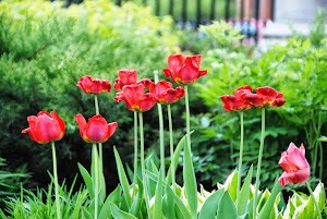 Festival das Tulipas