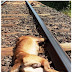 Polícia procura marginais que amarraram cachorro para morrer decapitado na linha do trem