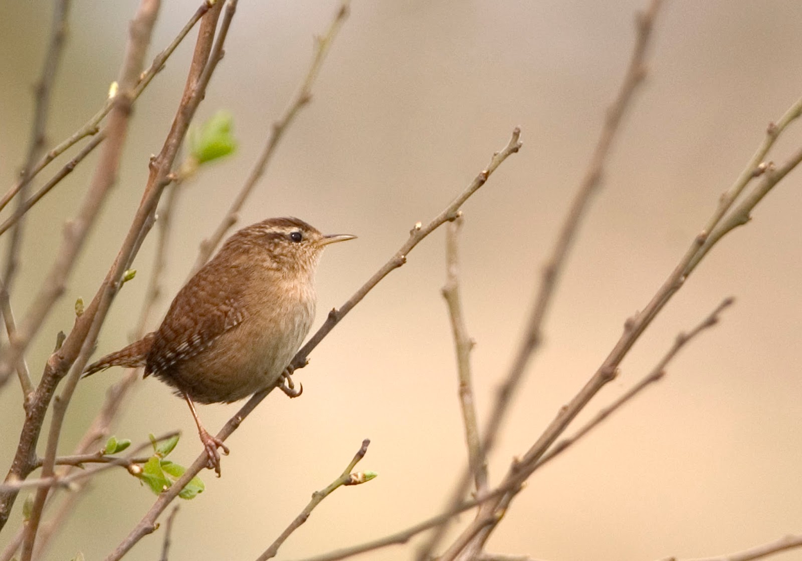 BirdWatch Ireland's Conservation Team blog Irish Garden Birds The