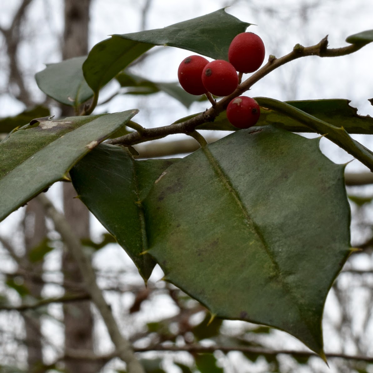 Using Native Plants American Holly