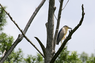 Кваква (Nycticorax nycticorax)