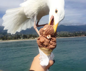 Scatta foto a gelato ma gabbiano si avventa sul cono