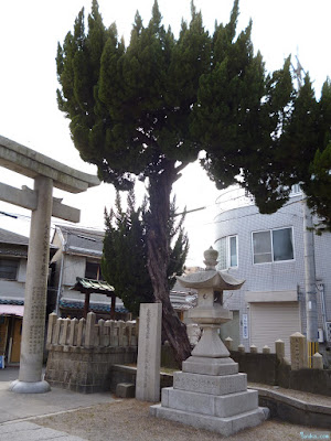 野里住吉神社の凄い木 野里住吉神社の凄い木