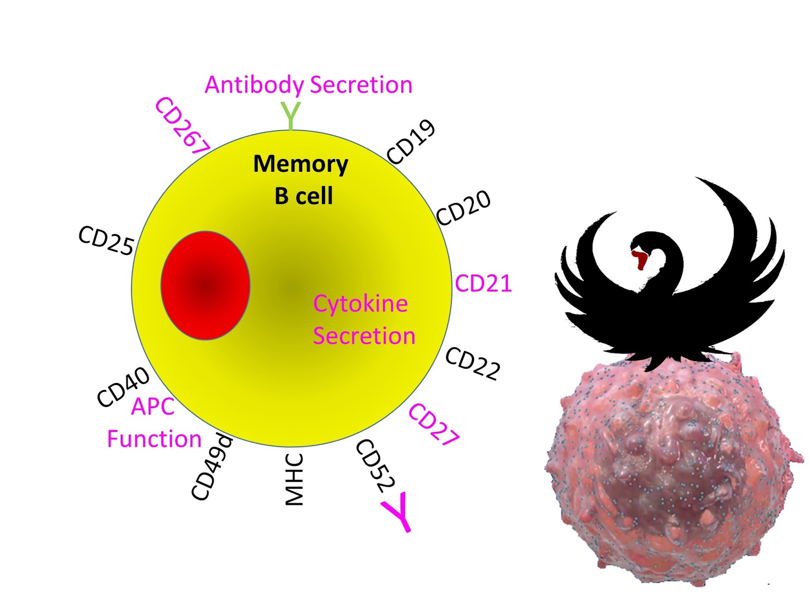 Cd20 Antibodies Deplete Ebv Multiple Sclerosis Research Blog